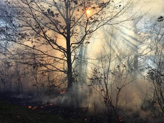 An eerie forest with smoke from a wildfire lingering around the trees